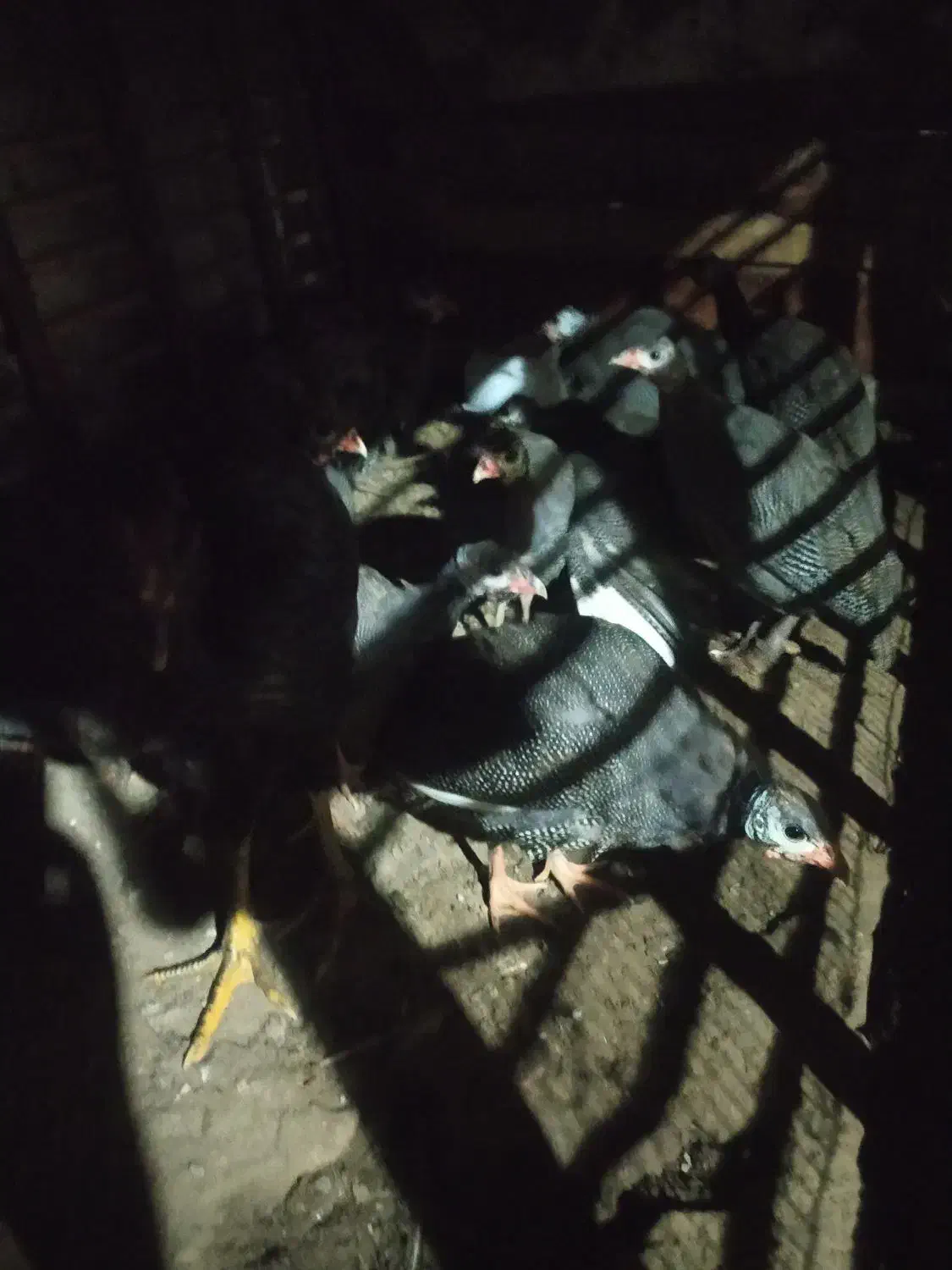 مرغ شاخدار|حیوانات مزرعه|بندر ترکمن, |دیوار