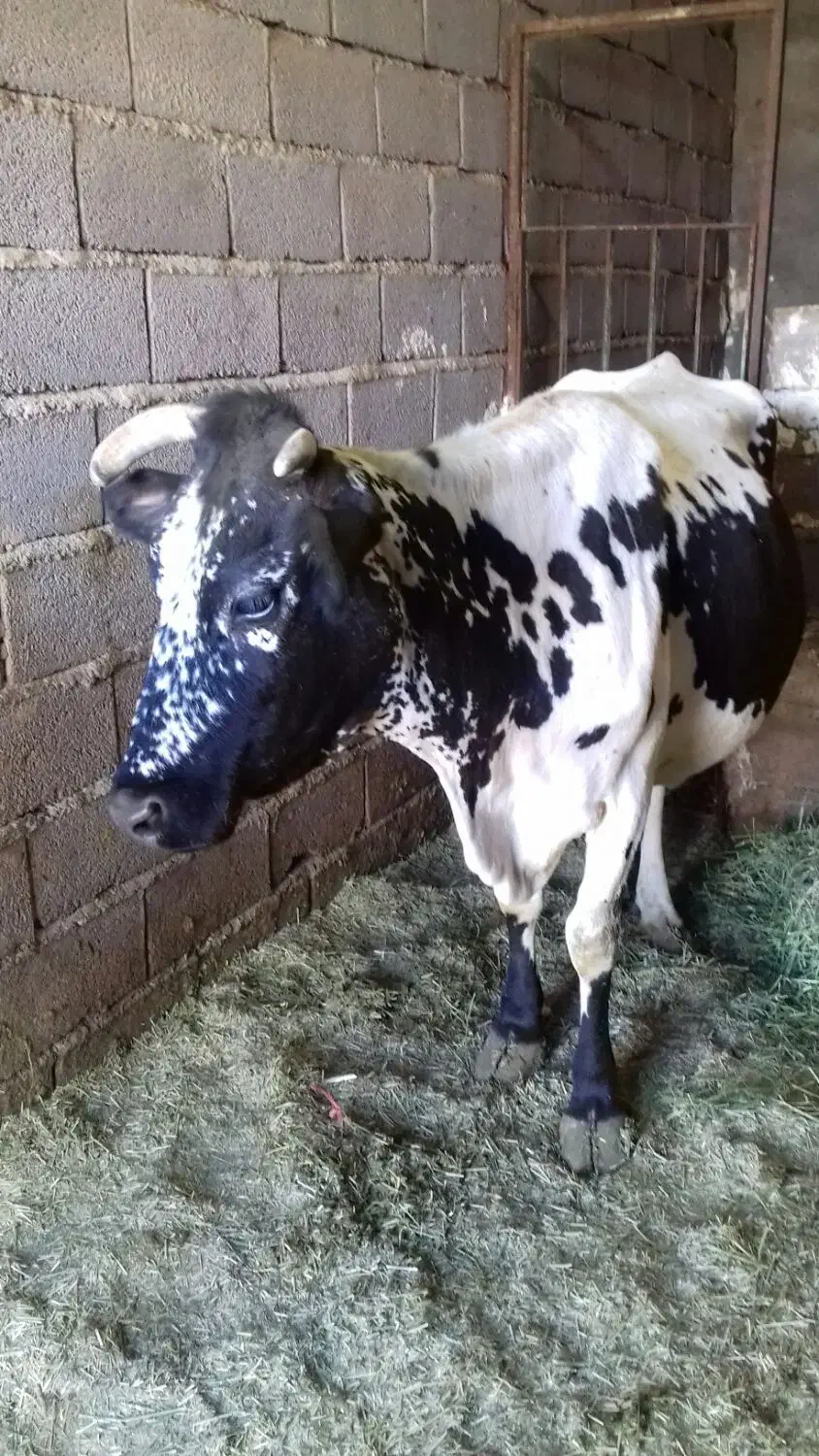 یک عددگاو دورگه با یک گوساله نر سمینتال هشت ماهه|حیوانات مزرعه|بلبان آباد, |دیوار