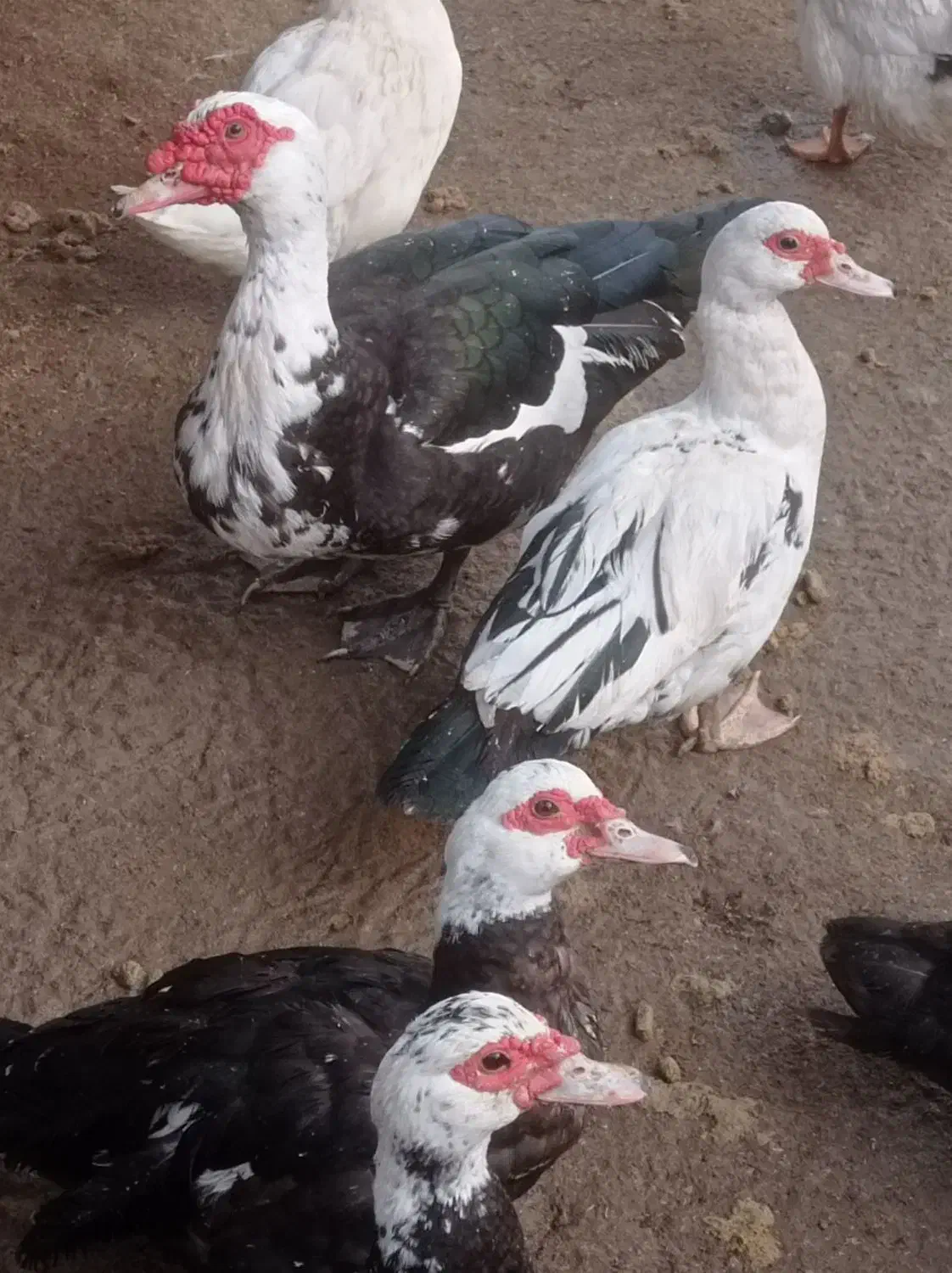 اردک اسراییلی|حیوانات مزرعه|رودسر, |دیوار