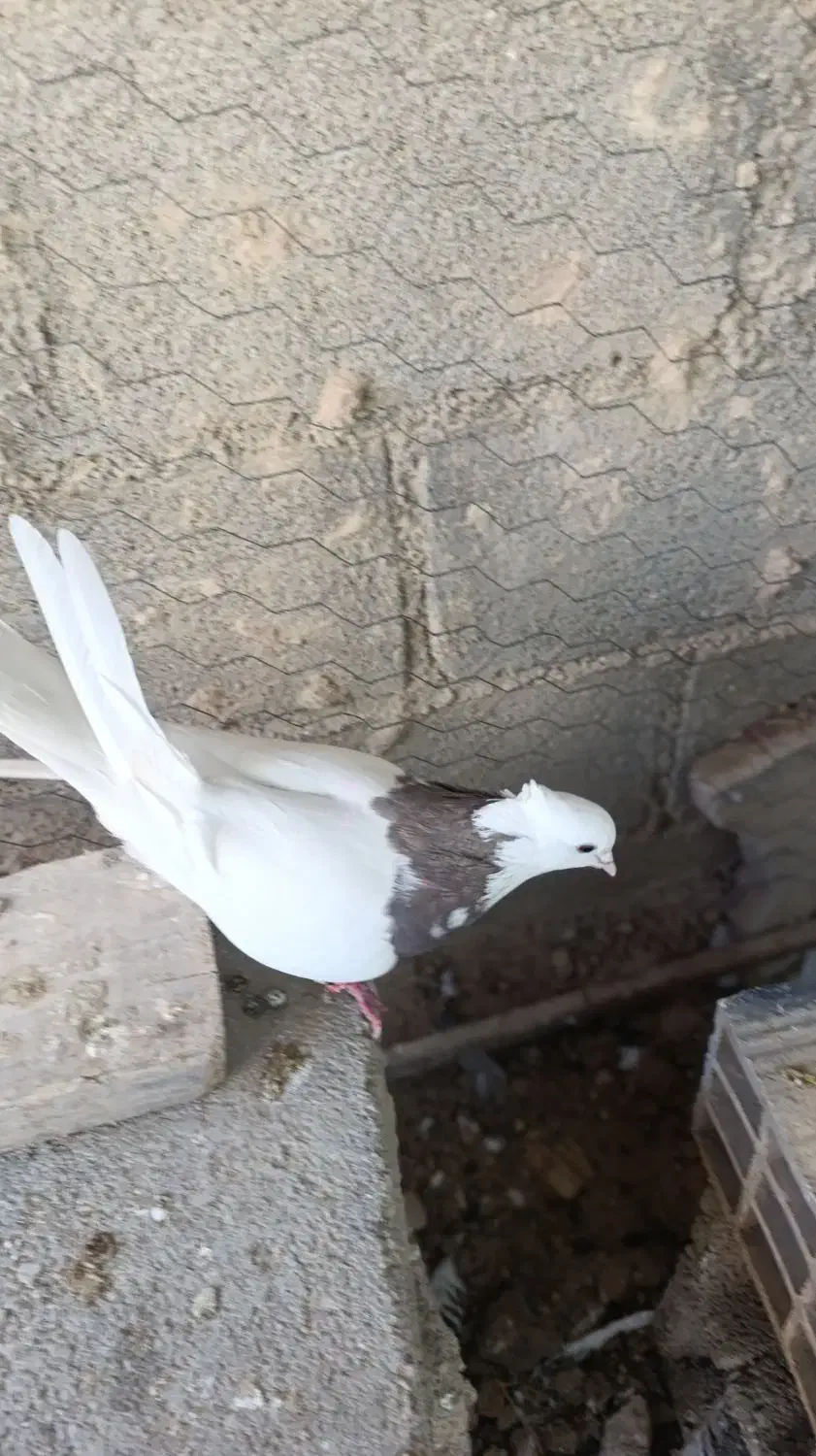 یه کفتر ماده طوقی|پرنده|جم, |دیوار