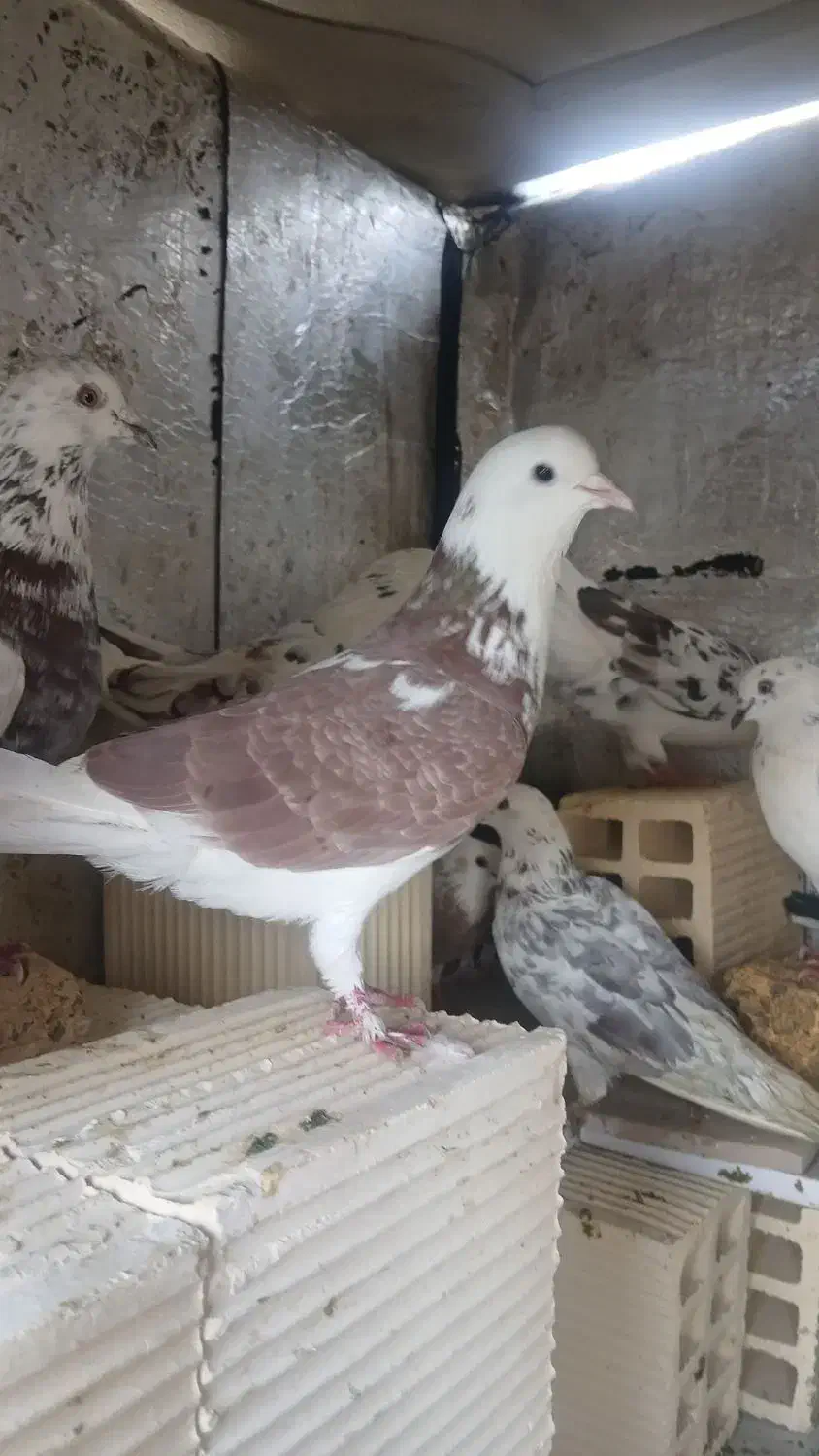 یک جفت کبوتر گوره|پرنده|کوهدشت, |دیوار