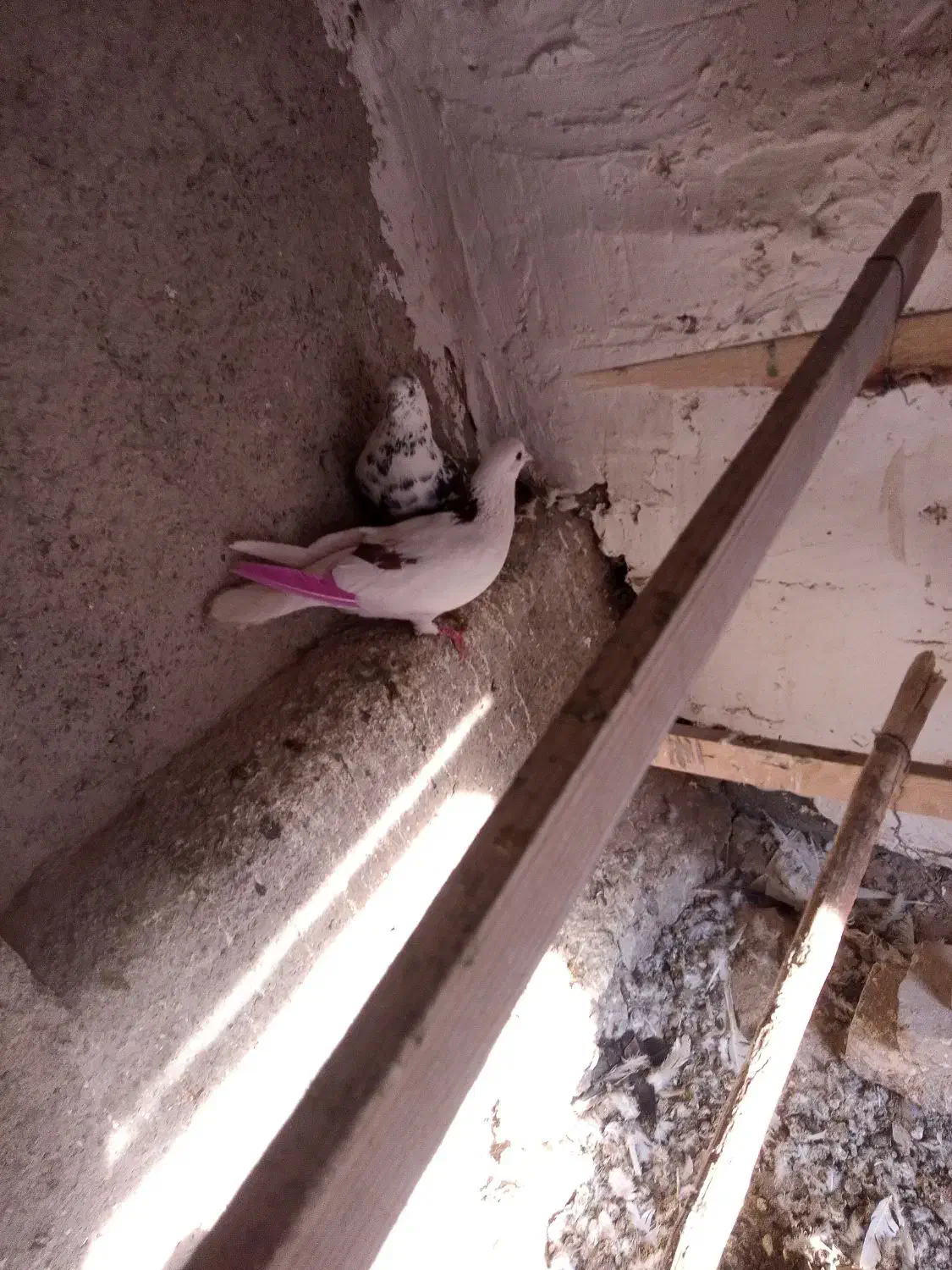 فروشی یه جایی|پرنده|بومهن, |دیوار