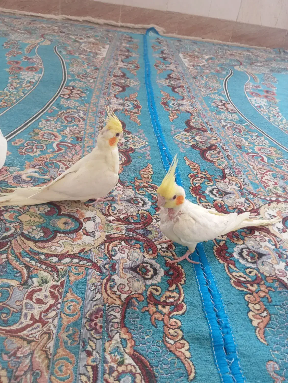 عروس هلندی|پرنده|زهک, |دیوار