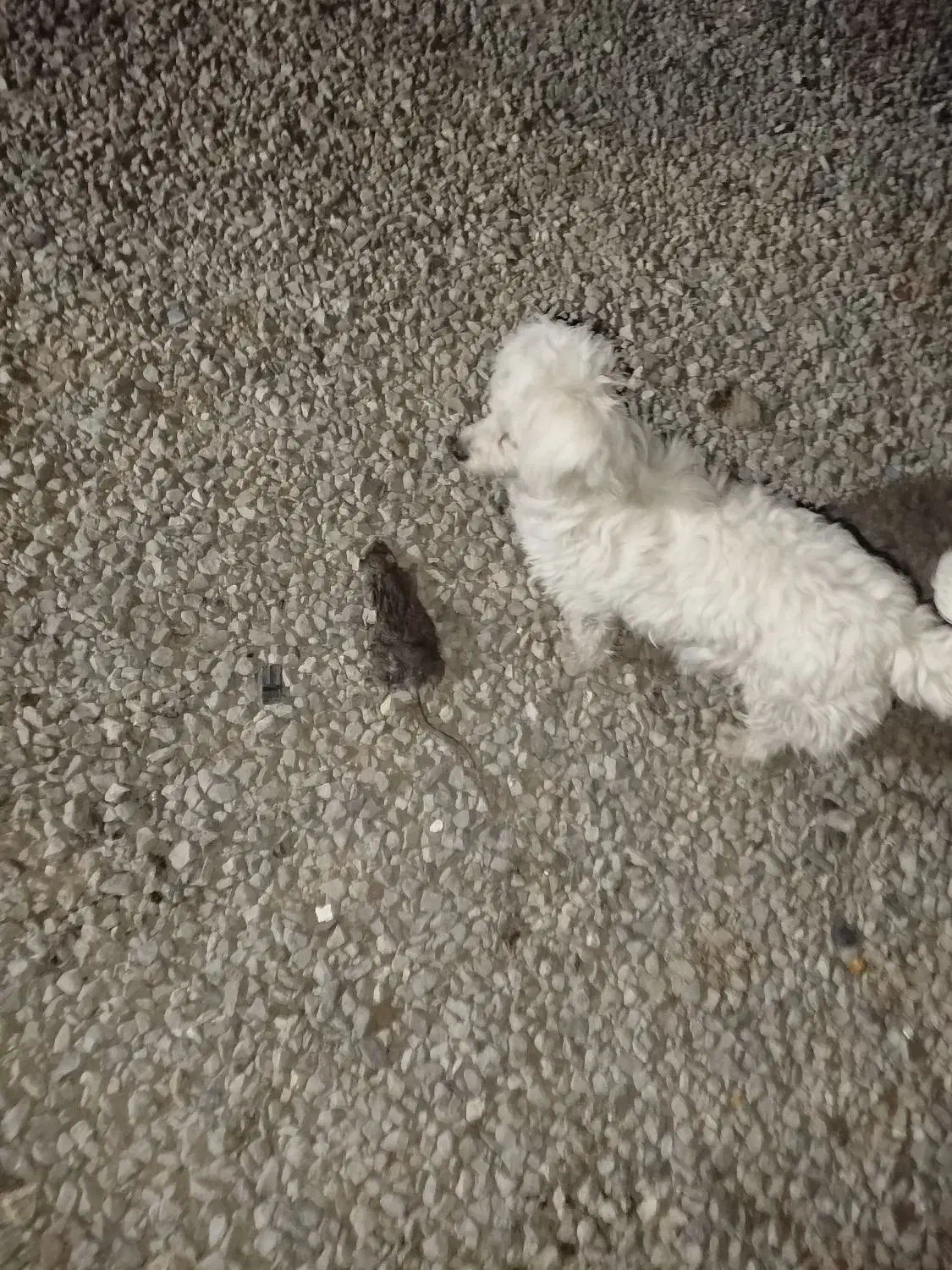 سگ گم شده دزدیدنش از جلوی در|حیوانات|باغستان, |دیوار