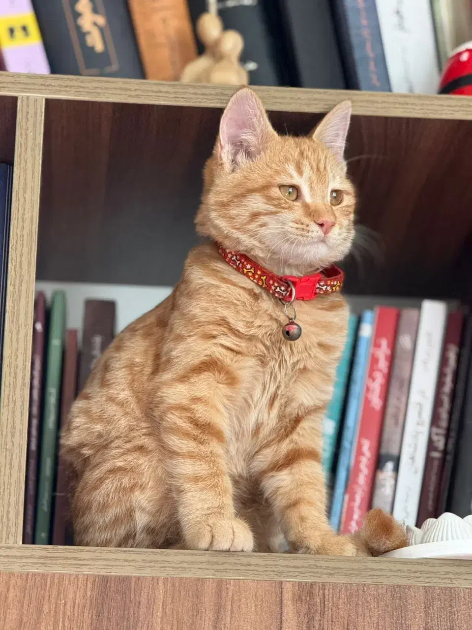 واگذاری گربه|گربه|اندیشه, اندیشه فاز ۴|دیوار