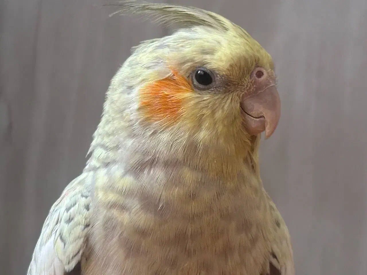 گمشده در محدوده محله c2|پرنده|فولادشهر, C2|دیوار