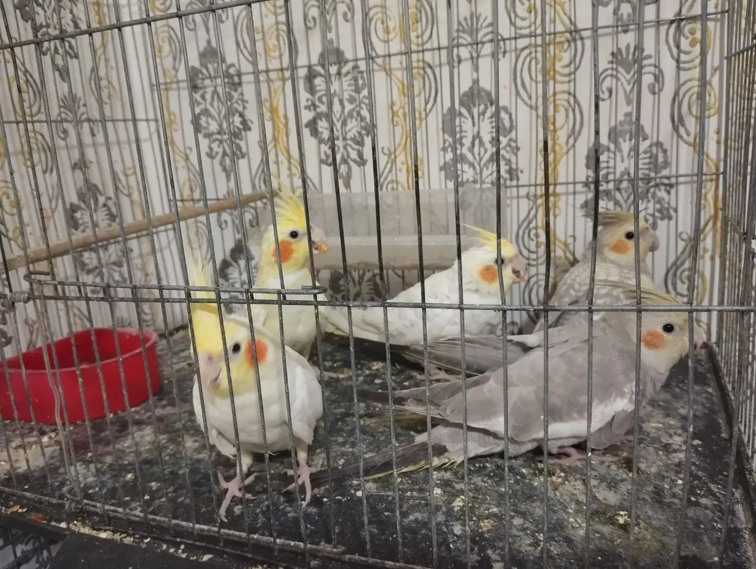 عروس هلندی لوتینو.طوسی.سینامون|پرنده|چهارباغ, |دیوار