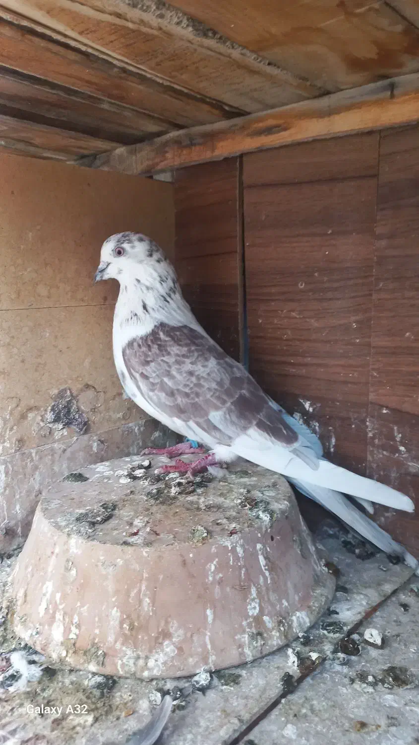 کفتر پرشی|پرنده|قم, انسجام|دیوار