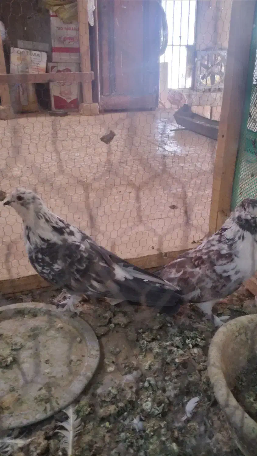 نروماده|پرنده|قم, کاسه گران|دیوار