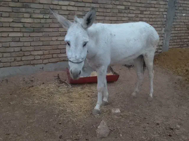 اخلاق جوان ماده|حیوانات مزرعه|بیستون, |دیوار