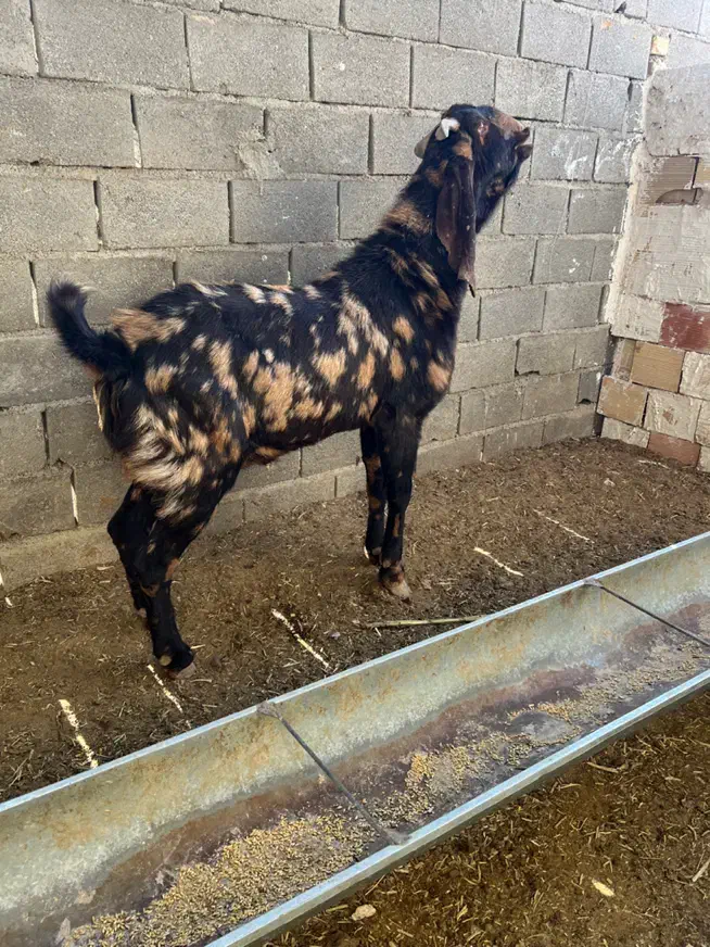 بز کل پاکستانی اصیل|حیوانات مزرعه|شاهرود, |دیوار