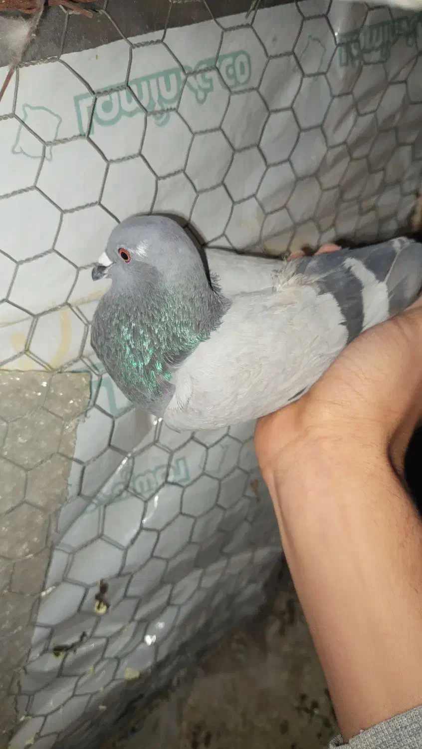 ۴ تا کبوتر|پرنده|قم, زنبیل آباد|دیوار