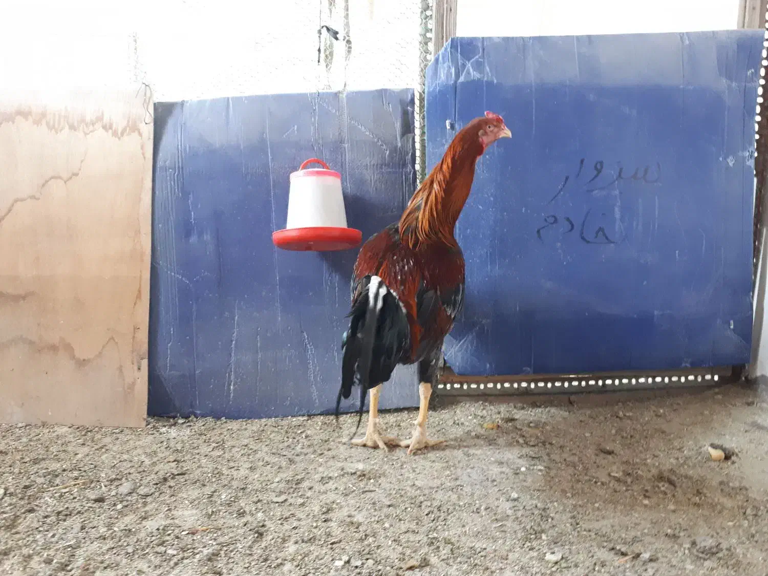 تخم نطفه دار لاری و برهما لایت. تعداد محدود|حیوانات مزرعه|سبزوار, امیر کبیر|دیوار