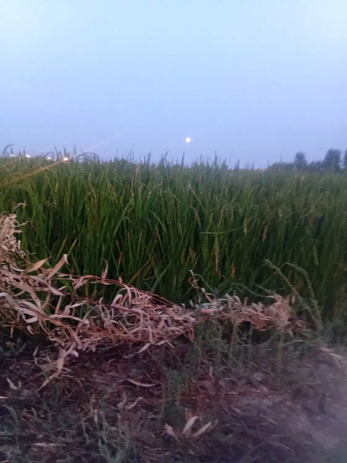 ۳عدد گونی چلتوک امسالی به شرط|خوردنی و آشامیدنی|لنجان, |دیوار