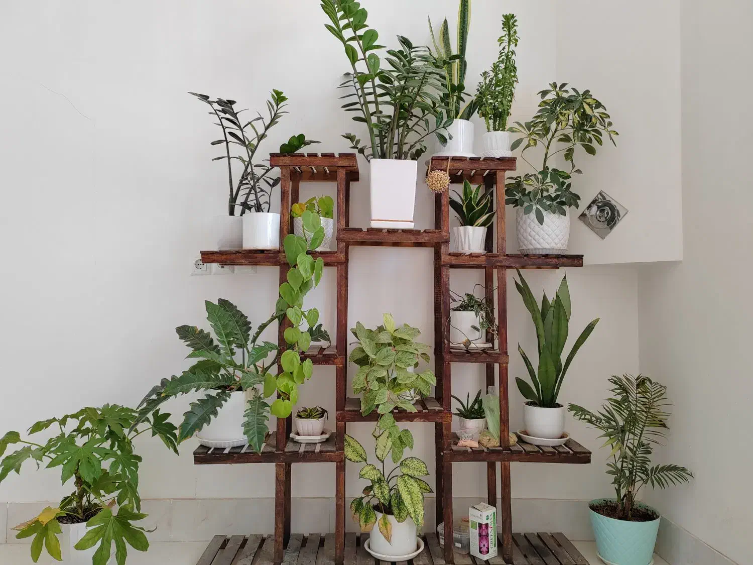 استند گل|گل و گیاه طبیعی|فردوس (خراسان), |دیوار