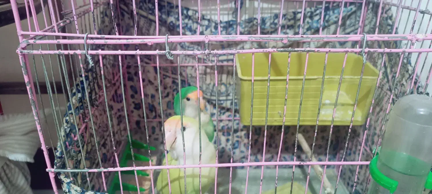 دو عدد طوطی برزیلی دستی|پرنده|تهران, کرمان|دیوار