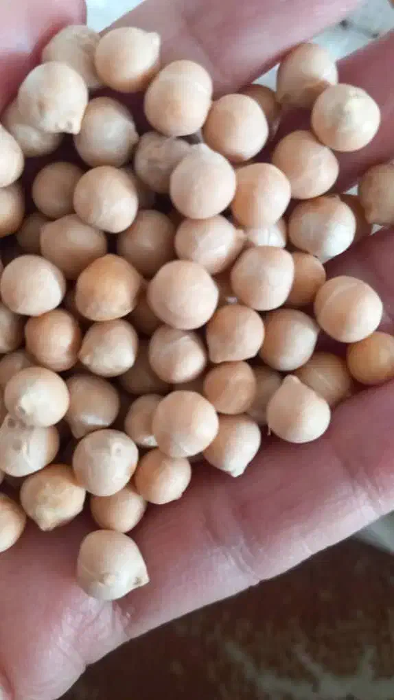 نخود لوبیا عدس سویا برنج چیتی ازبک عمده خورده|خوردنی و آشامیدنی|شیراز, شیشهگری|دیوار