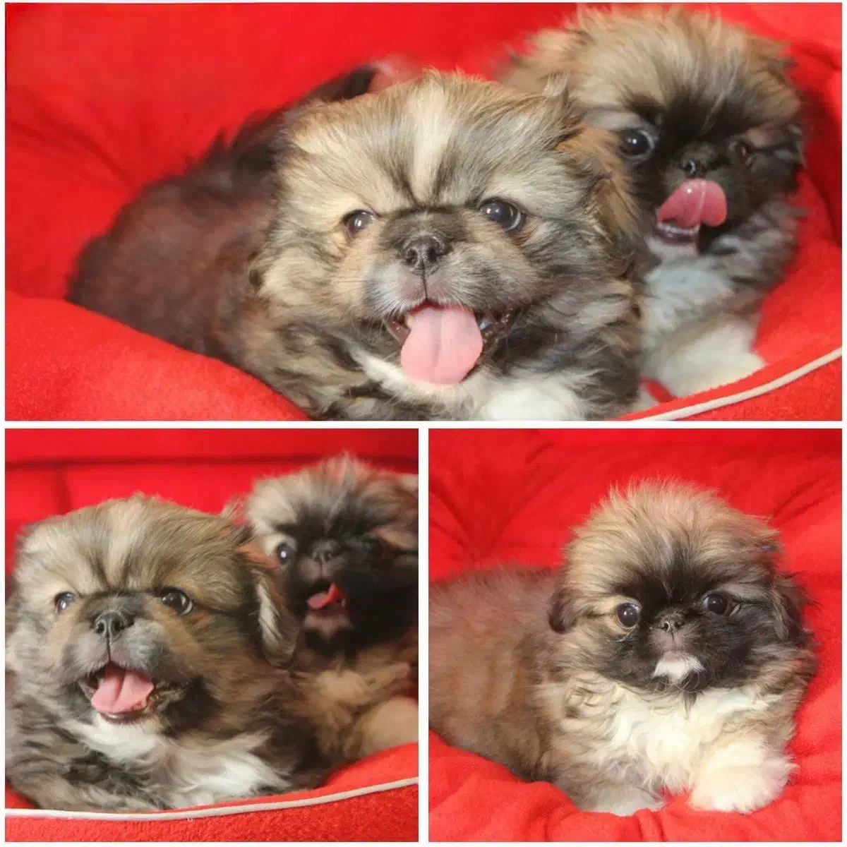 توله شیتزوکراس|سگ|شیراز, باغ تخت|دیوار