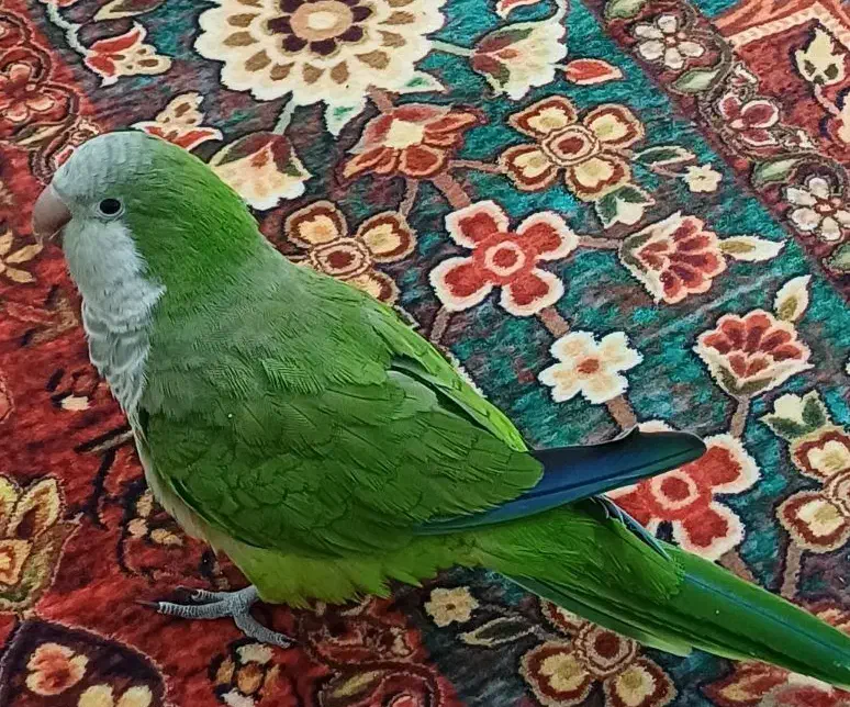 گمشده|حیوانات|بندر امام خمینی, |دیوار