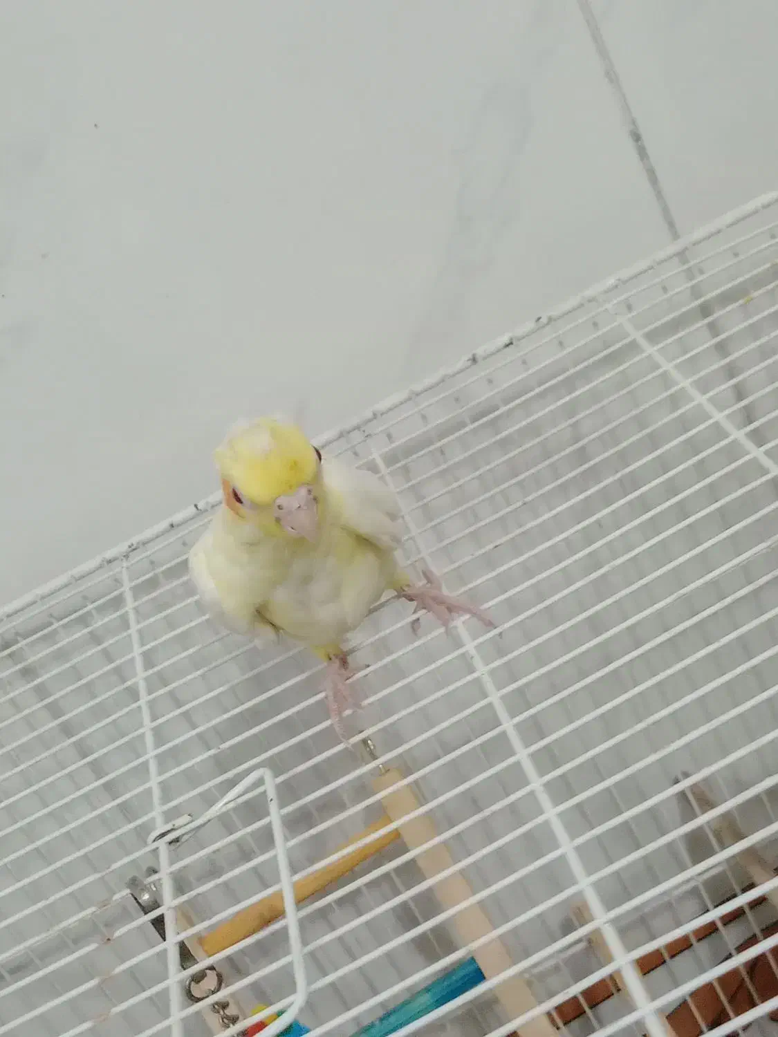 4 عدد عروس هلندی|پرنده|قرچک, پویینک|دیوار