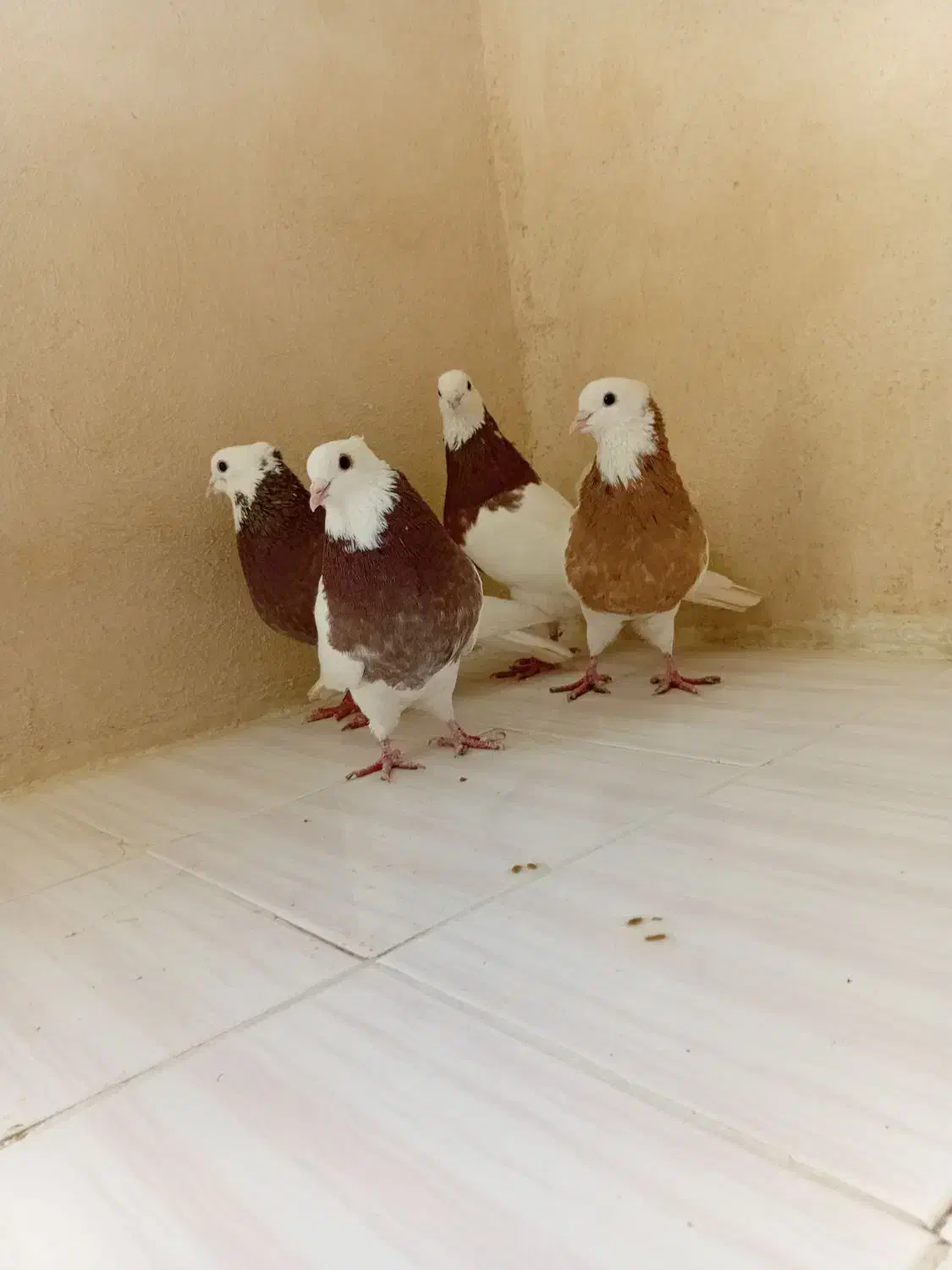 کبوتر شهری|پرنده|جره و بالاده, |دیوار