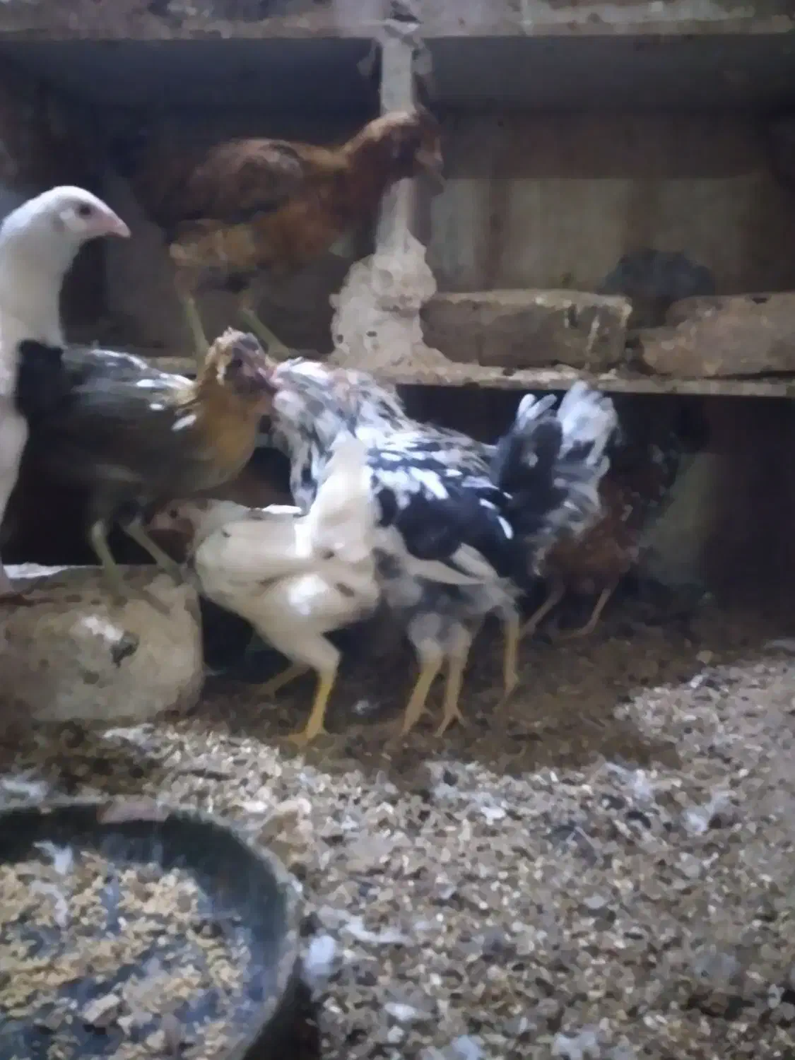 جوجه مرغ گلین کوچ شو قوب دار ریشو|حیوانات مزرعه|قم, نوبهار|دیوار