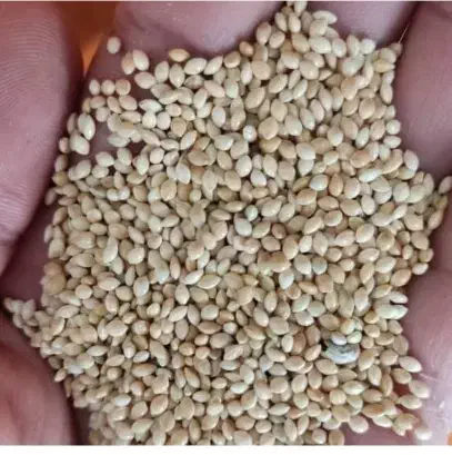 الم (ارزن)|خوردنی و آشامیدنی|مرودشت, ابوذر جنوبی|دیوار