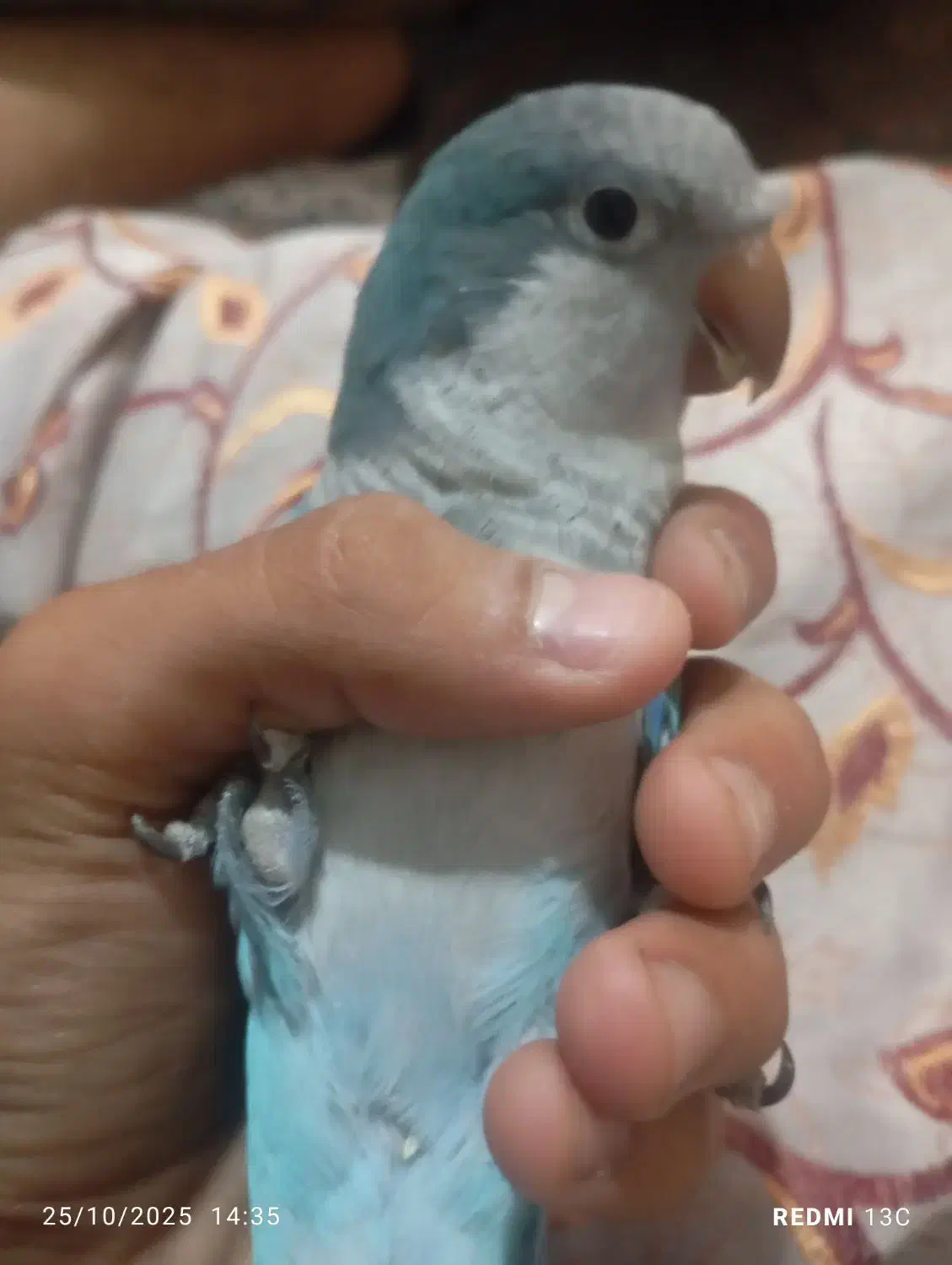 راهب ابی سخنگو|پرنده|تهران, آزادشهر|دیوار