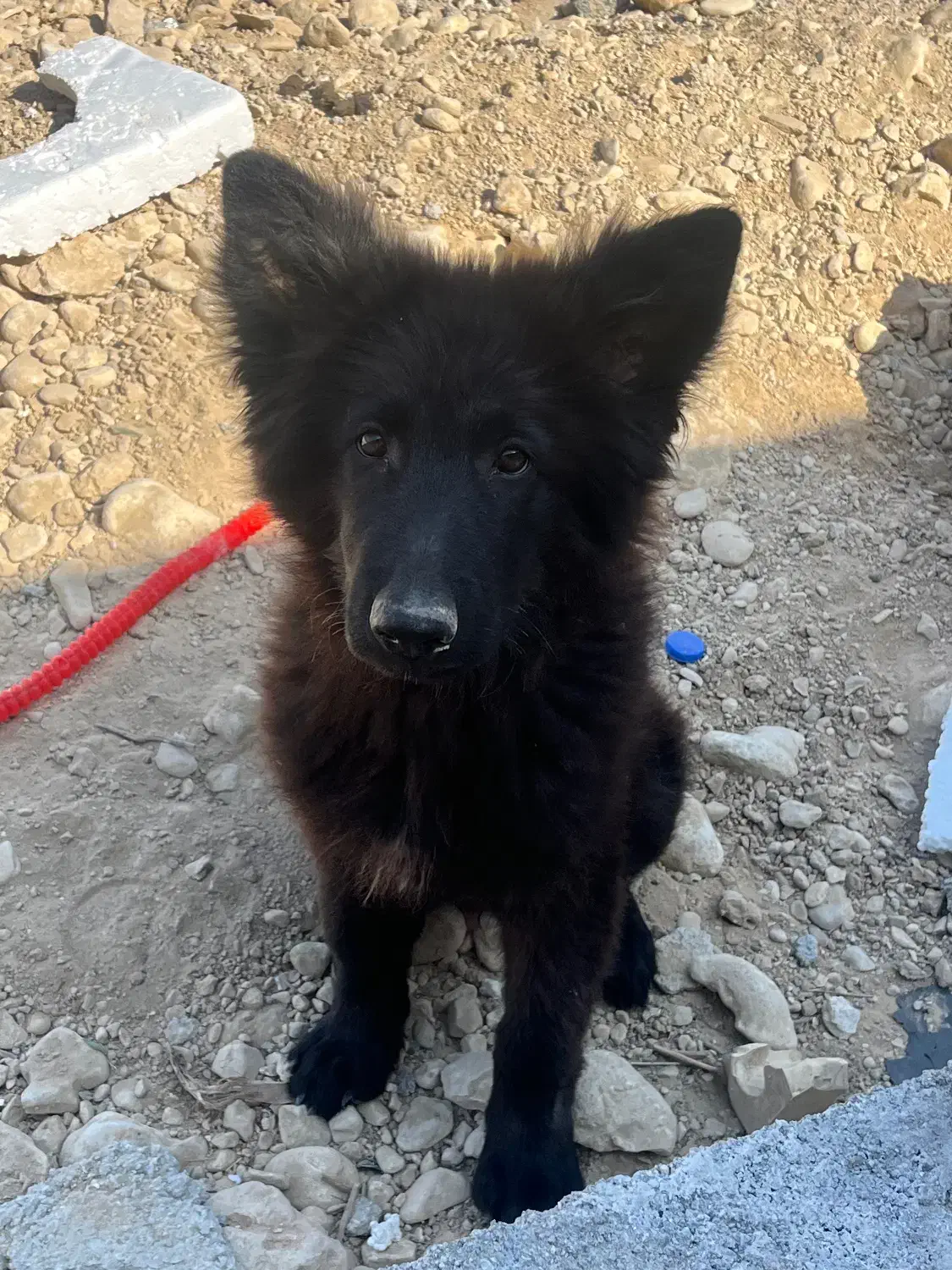 سگ‌ نژاد ژرمن|سگ|جم, |دیوار