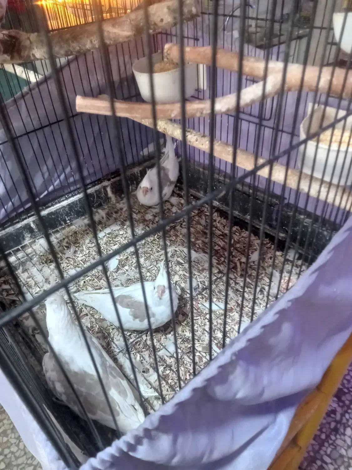 سلام به دوستان عزیز ۳عدد جوجه عروس یکتی|پرنده|هشتگرد, تهران دشت|دیوار