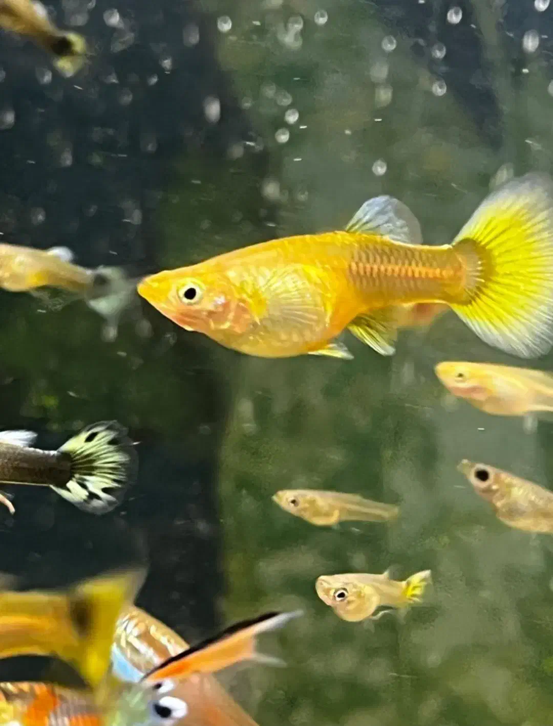 ماهی گوپی|ماهی|تهران, شمیراننو|دیوار