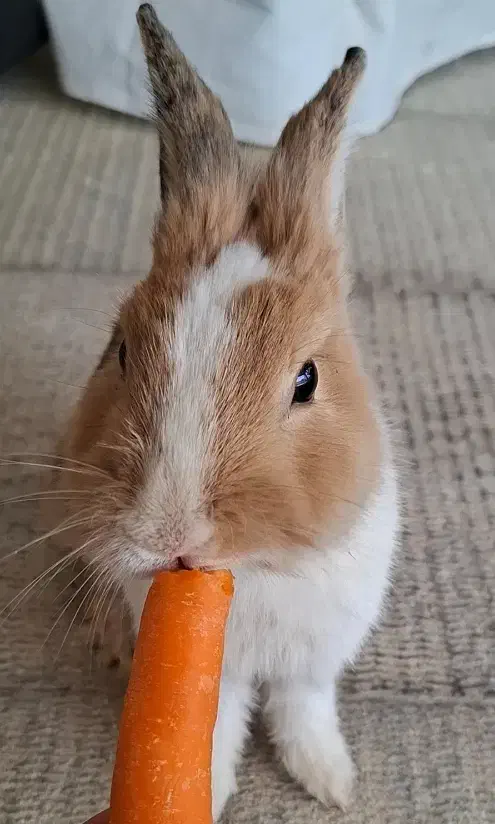 فروش خرگوش نر|موش و خرگوش|شهرکرد, |دیوار