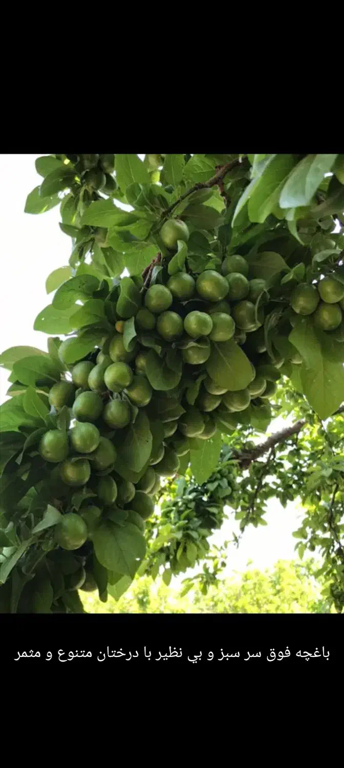 باغ ویلا میدان نماز شهریار|فروش زمین و ملک کلنگی|تهران, استاد معین|دیوار