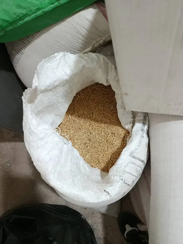 گندم کوهدشت درشت|لوازم جانبی حیوانات|مسجد سلیمان, |دیوار