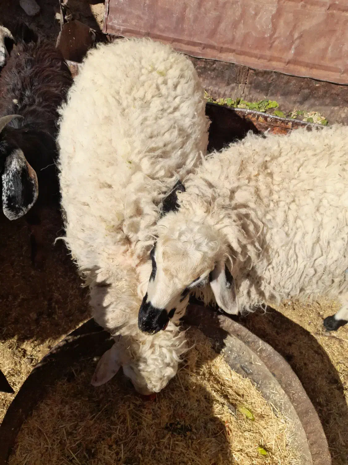 بره فروشی|حیوانات مزرعه|قائن, |دیوار