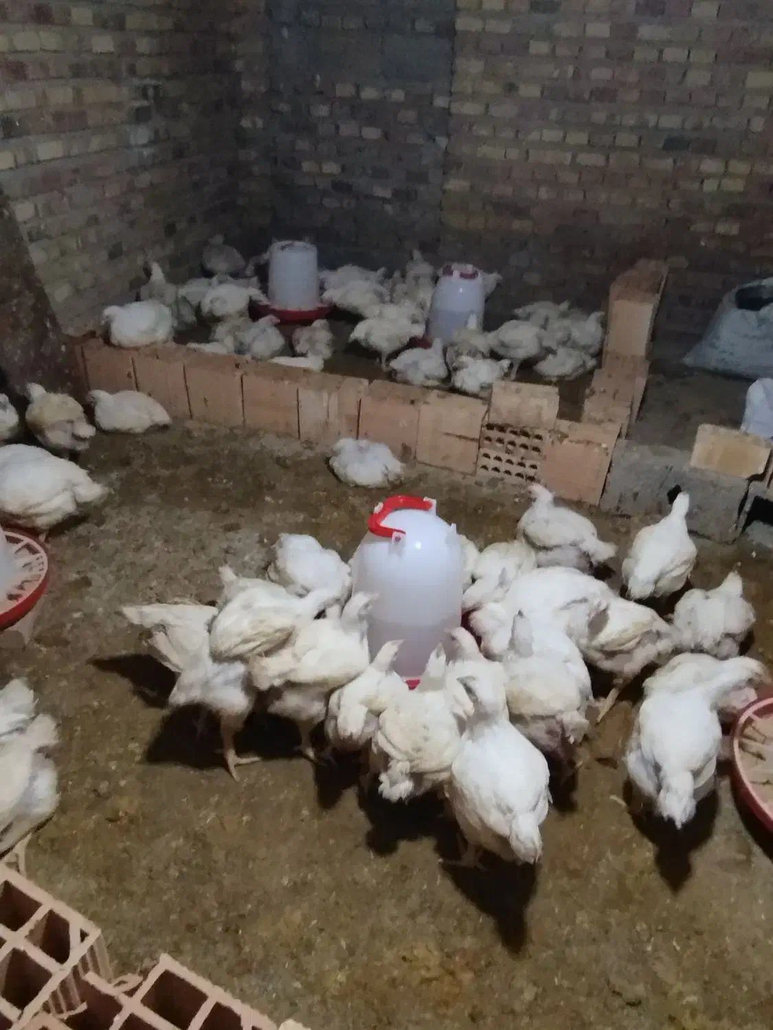 مرغ گوشتی|حیوانات مزرعه|مینودشت, |دیوار