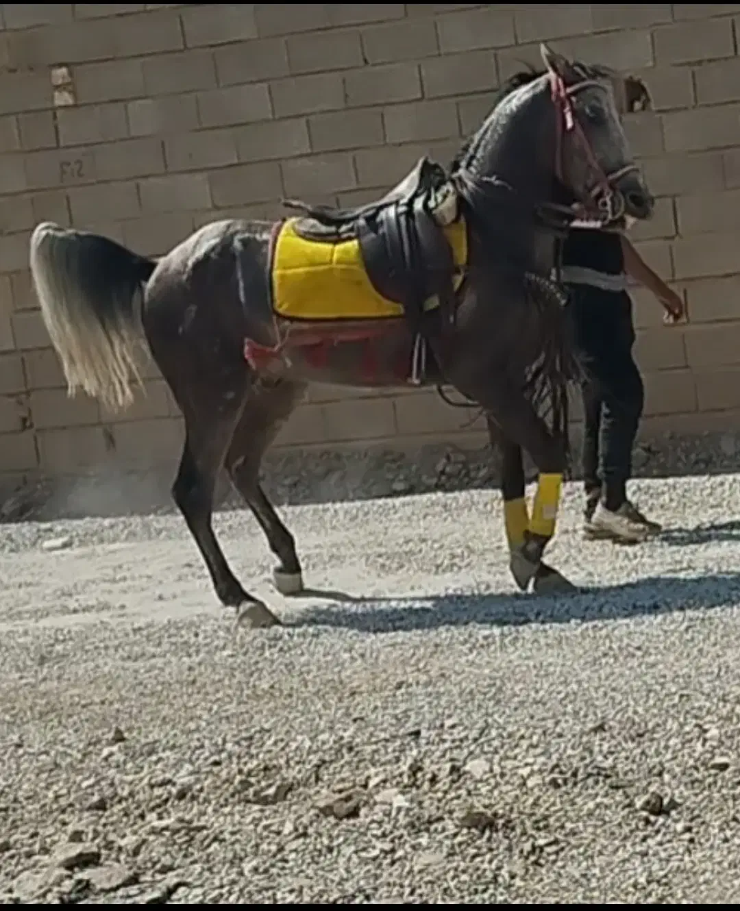 اسب کرد نریان نیله|اسب و تجهیزات اسب‌سواری|برخوار, |دیوار