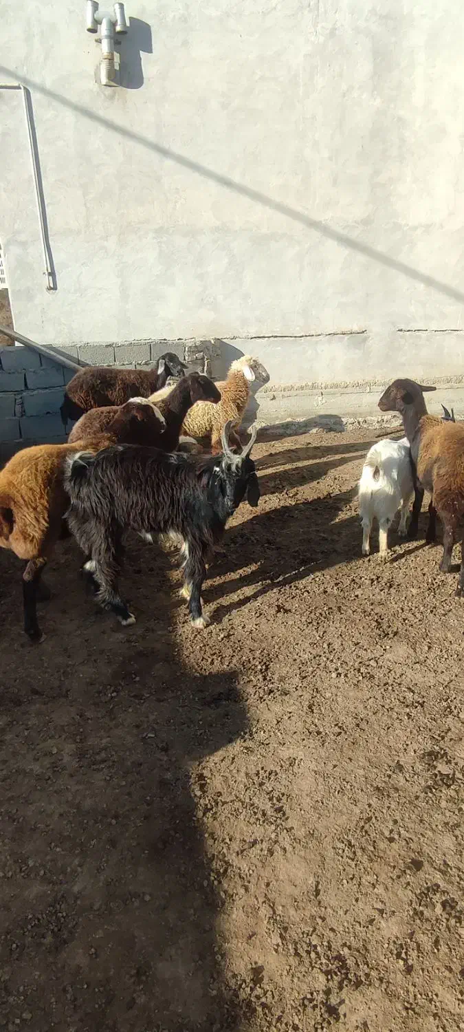 6 راس بز|حیوانات مزرعه|سیمین شهر, |دیوار