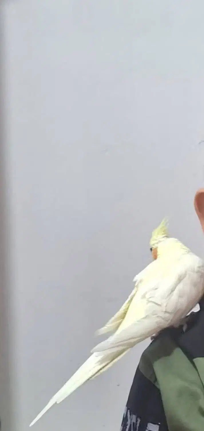 گمشده|حیوانات|رامهرمز, |دیوار