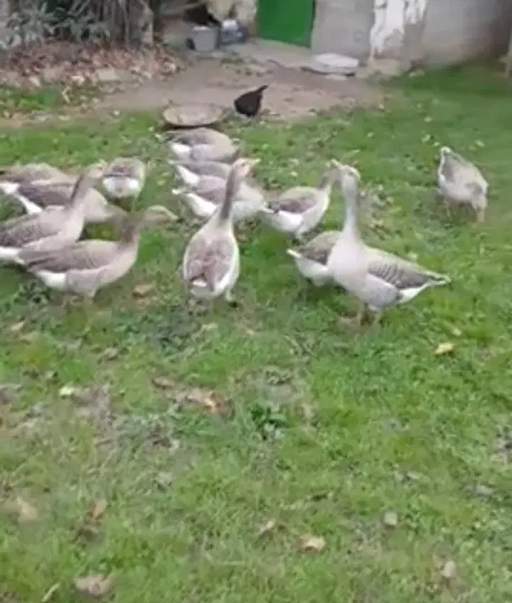 غاز|حیوانات مزرعه|فومن, |دیوار