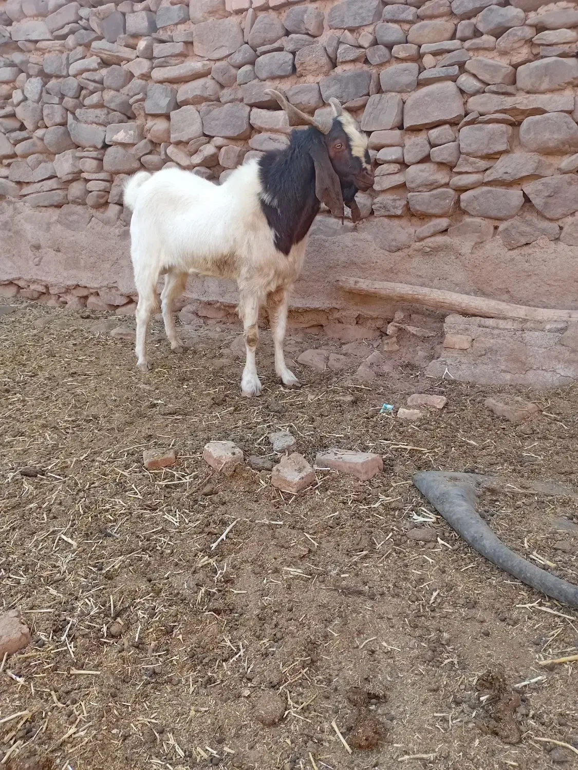 نربز پاکستانی|حیوانات مزرعه|تربتحیدریه, آبشار|دیوار