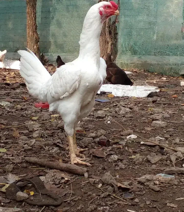 خروس لاری افغانی|حیوانات مزرعه|چابهار, |دیوار