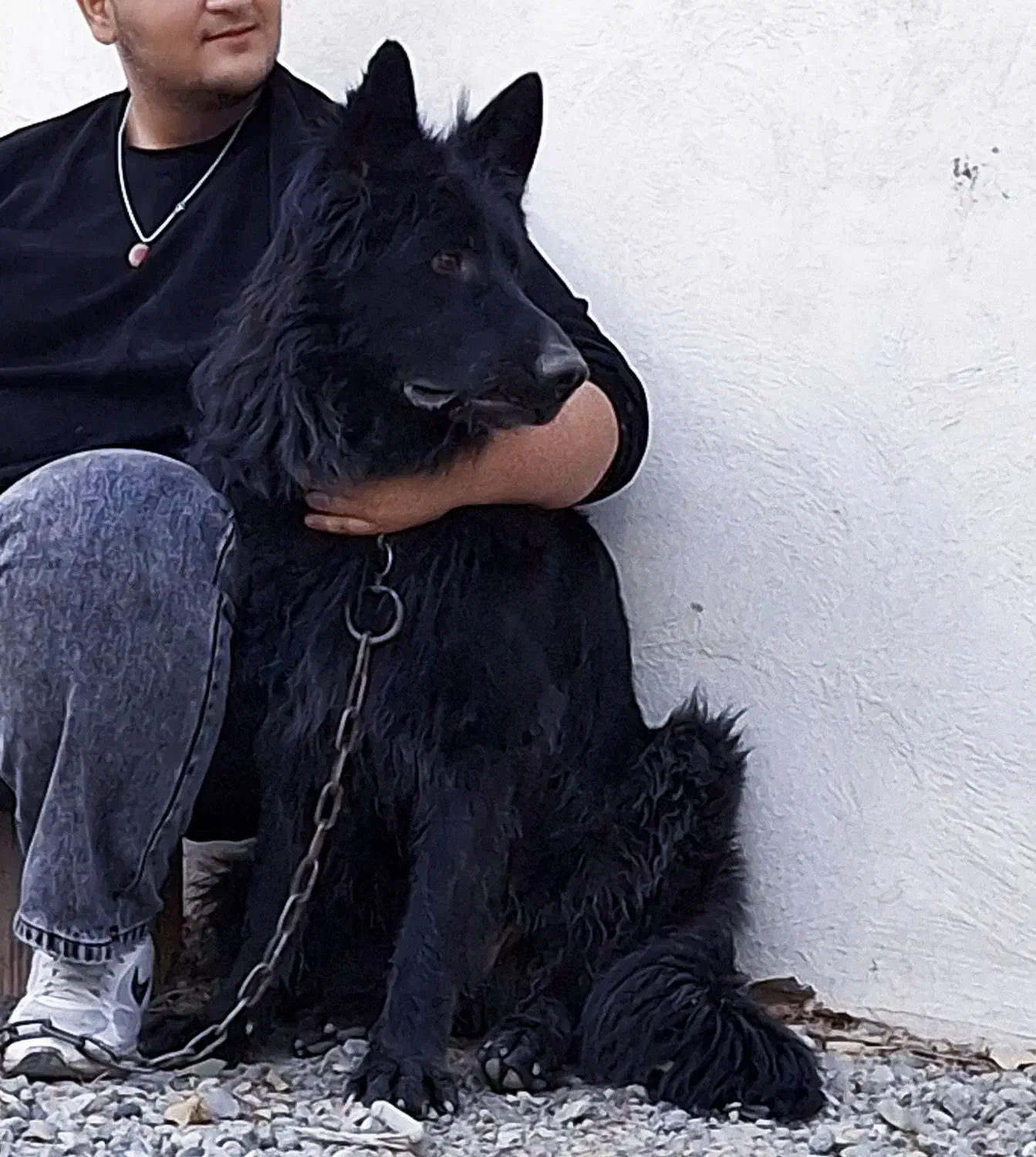 ژرمن بلک شولاین جفت یابی|سگ|کرج, عظیمیه|دیوار