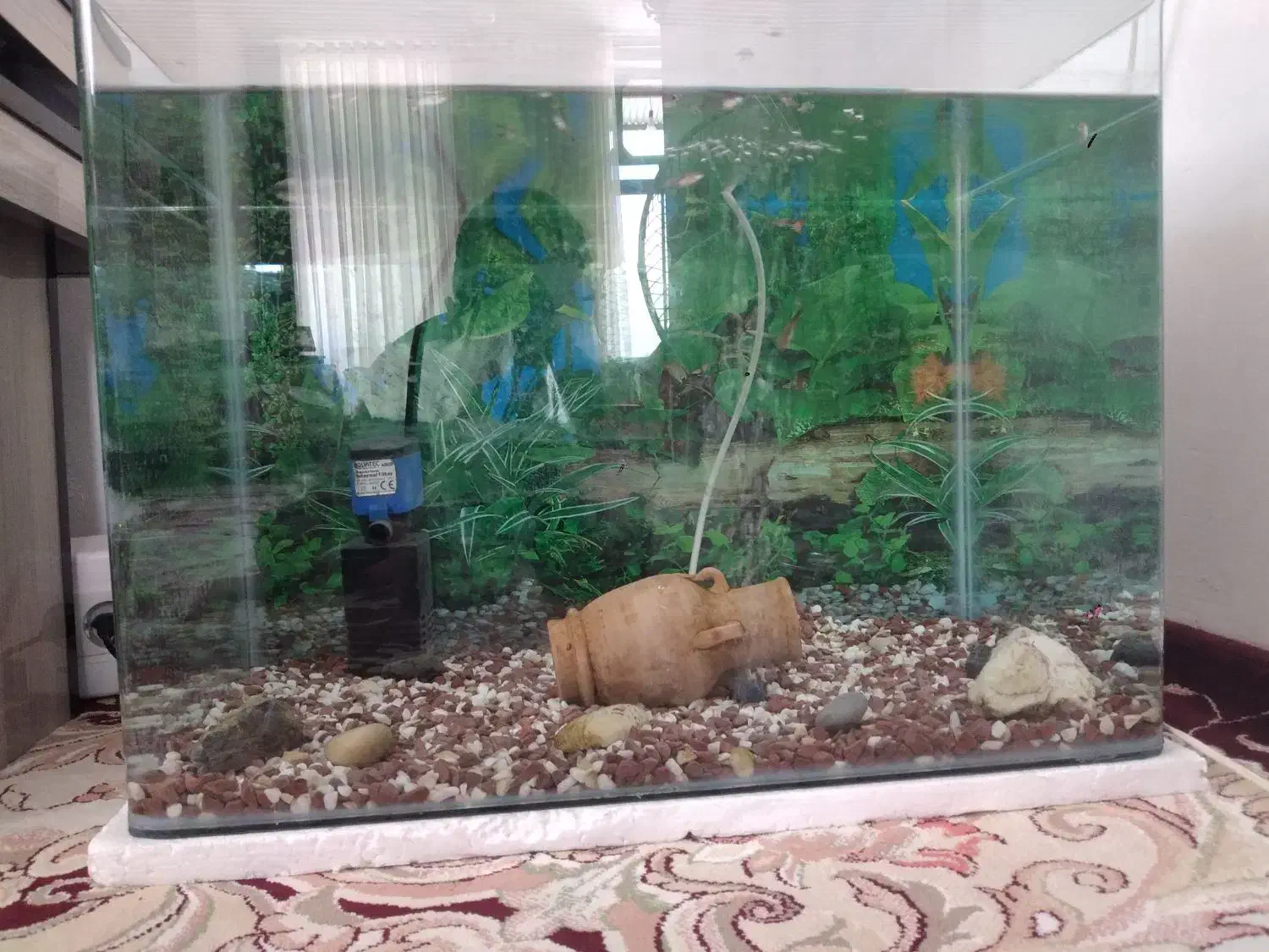 آکواریوم خم شرکتی با وسایل|ماهی|کرمانشاه, |دیوار