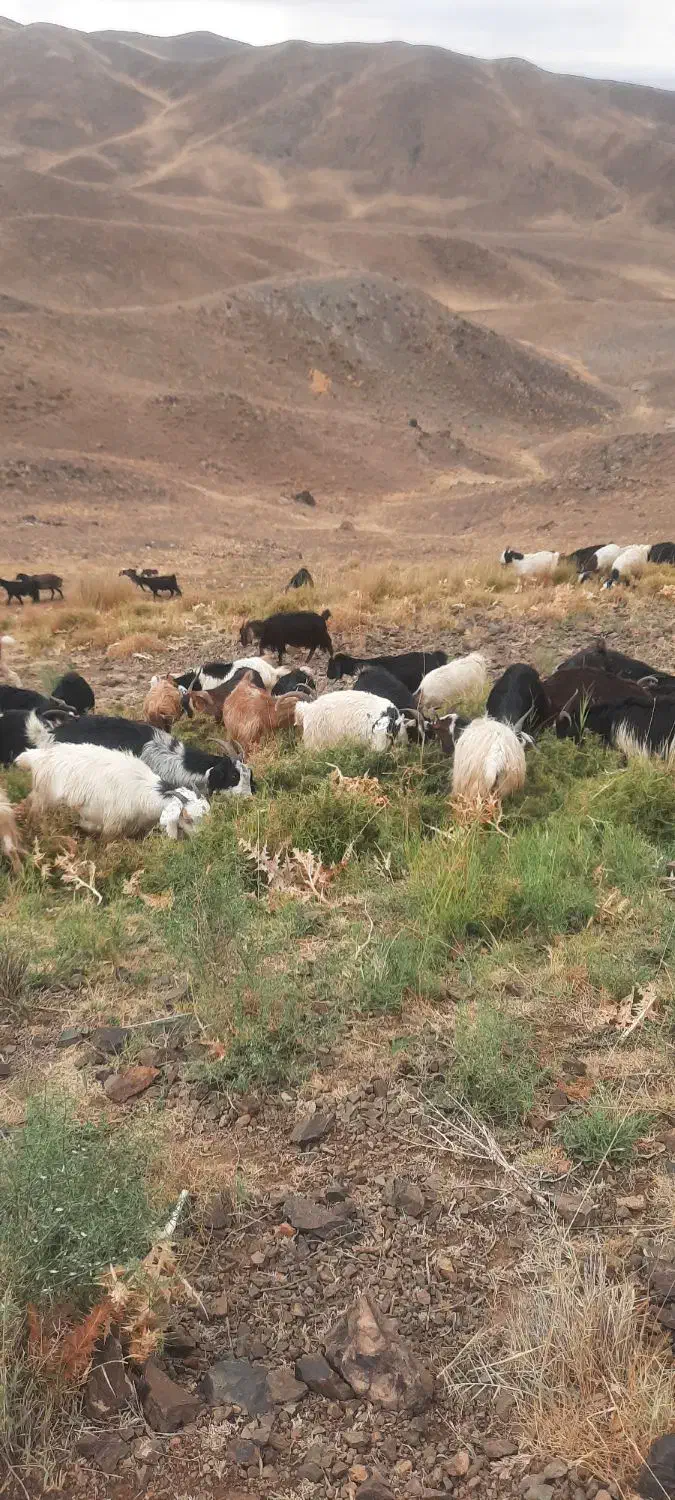 تعدادی بزغاله ماده ابستن|حیوانات مزرعه|ساوه, |دیوار