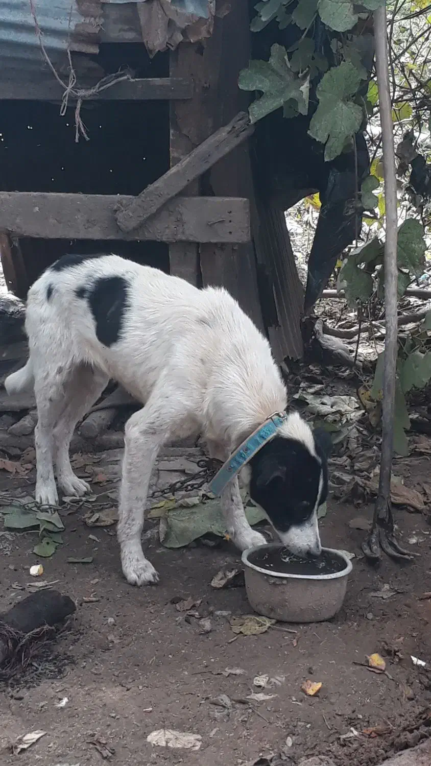 واگذاری رایگان سگ|سگ|سنگر, |دیوار