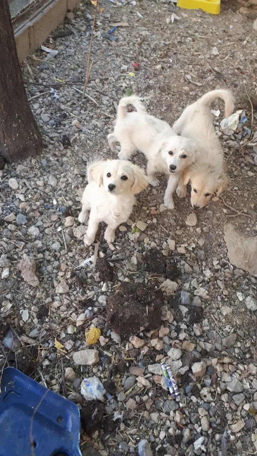 واگذری سگ شیتزو|سگ|ایلام, |دیوار