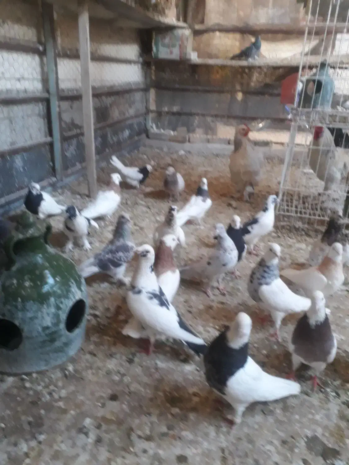 فروش کبوتر در بهبهان|پرنده|فولادشهر, فولادشهر|دیوار