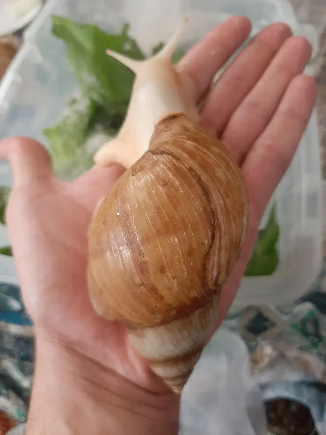 حلزون پرورشی مولد و درمانی|خزنده|سنندج, |دیوار