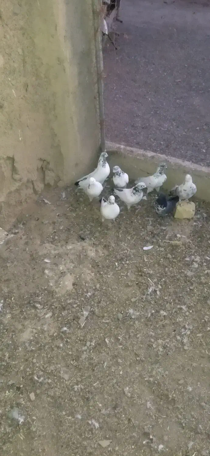 کفتر|پرنده|ساروق, |دیوار